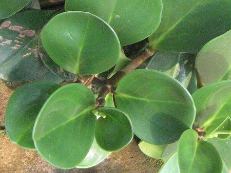 �y�y���~�A(Peperomia)