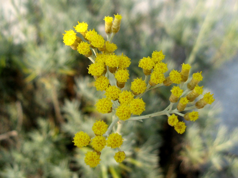 �J���[�v�����c(Curry plant)