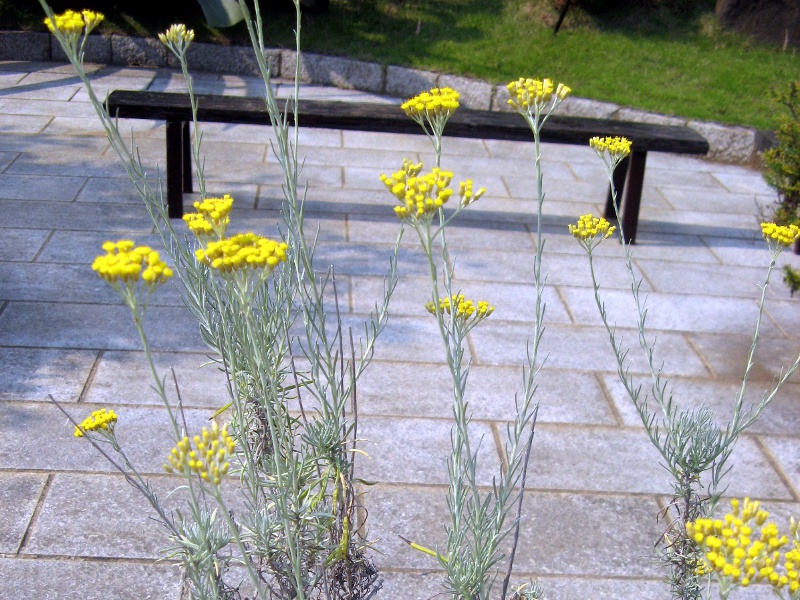 �J���[�v�����c(Curry plant)