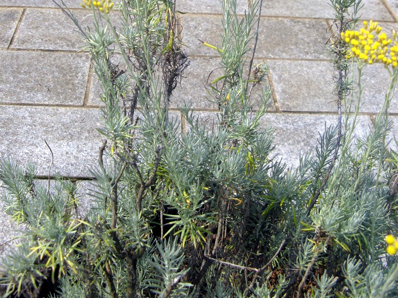 �J���[�v�����c(Curry plant)