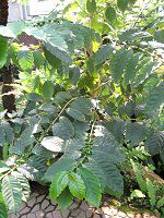 �A���r�A�R�[�q�[(Arabian coffee)