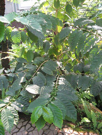 �A���r�A�R�[�q�[(Arabian coffee)