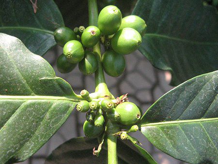 �A���r�A�R�[�q�[(Arabian coffee)