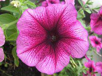 �y�`���j�A(Petunia)10