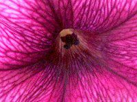 �y�`���j�A(Petunia)11