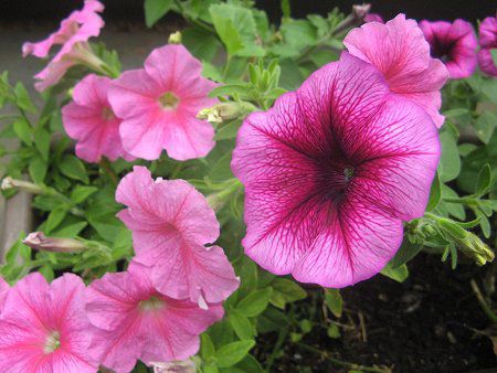 �y�`���j�A(Petunia)12
