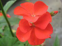 �[���j�E��(Geranium)15