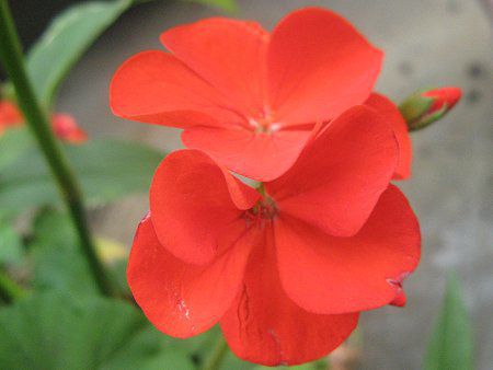 �[���j�E��(Geranium)15