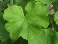�[���j�E��(Geranium)18