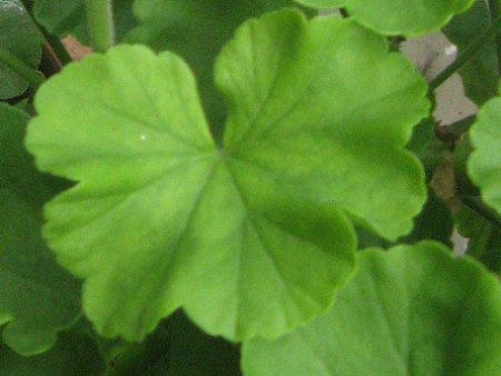 �[���j�E��(Geranium)18
