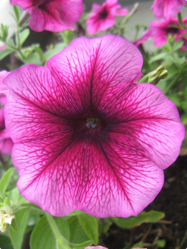 �y�`���j�A(Petunia)