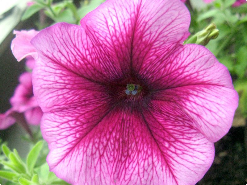 �y�`���j�A(Petunia)