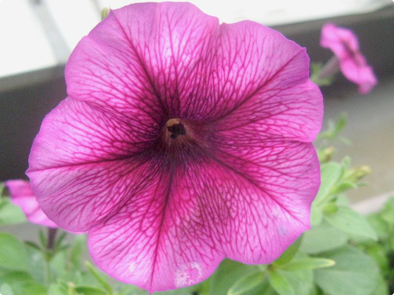 �y�`���j�A(Petunia)
