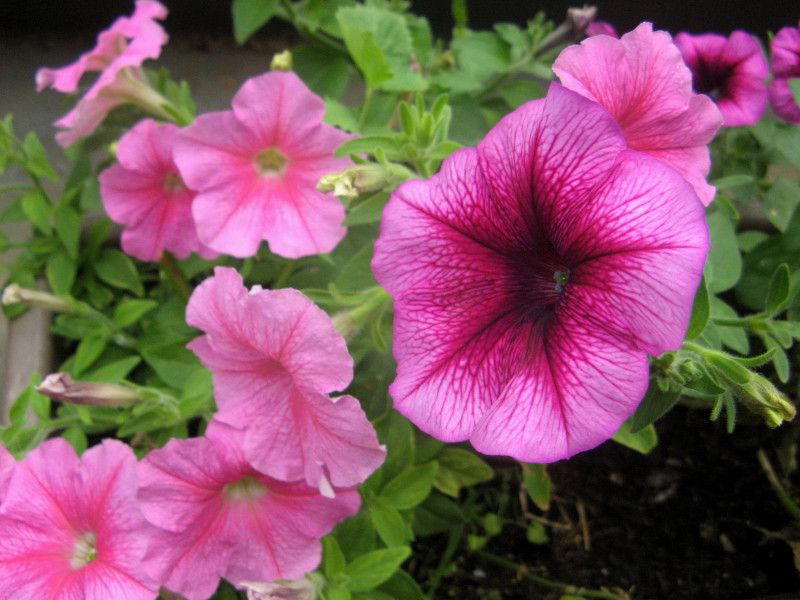 �y�`���j�A(Petunia)