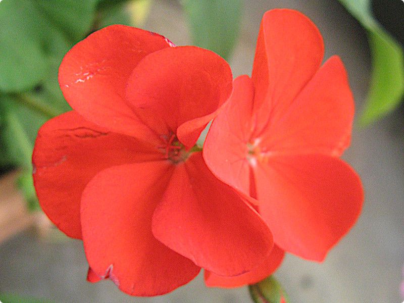 �[���j�E��(Geranium)16