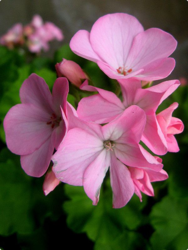 �[���j�E��(Geranium)17