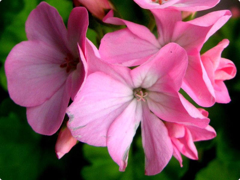 �[���j�E��(Geranium)18