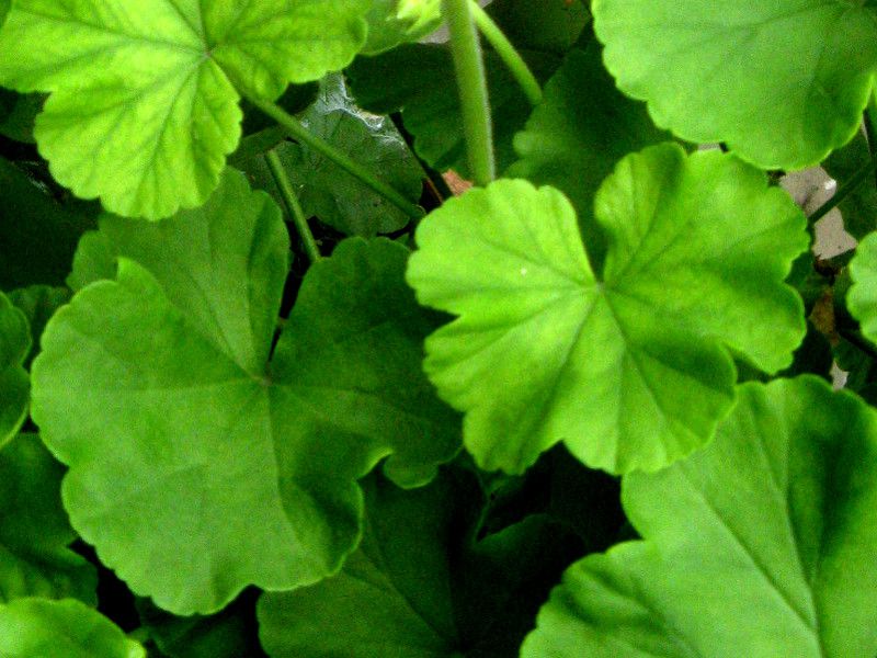 �[���j�E��(Geranium)16