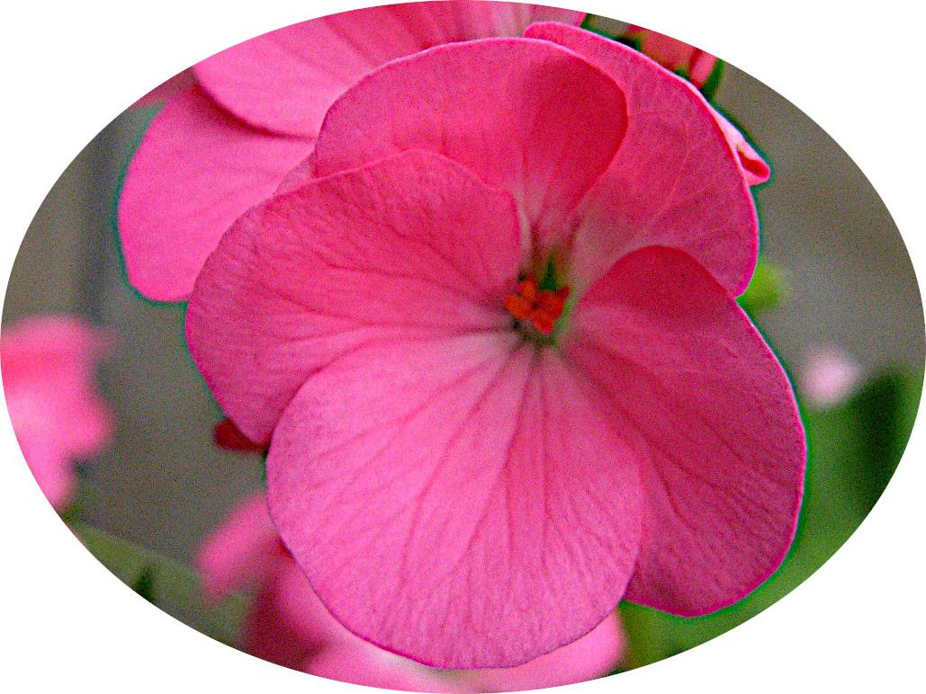 �[���j�E��(Geranium)18