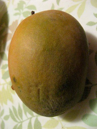 �}���S�[(Mango)