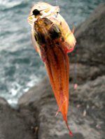 �l���u�c�_�C