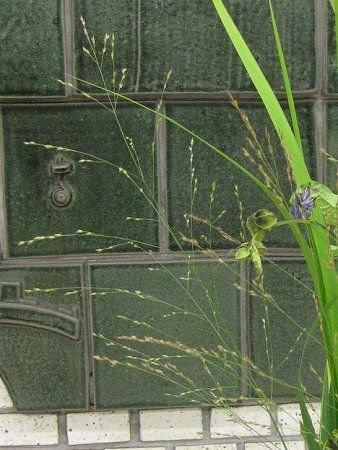 �p�j�J���iPanicum�j