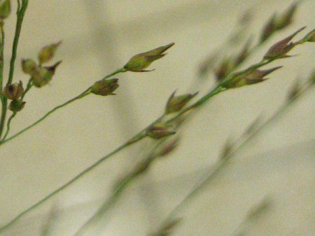 �p�j�J��(Panicum)
