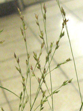 �p�j�J���iPanicum�j11