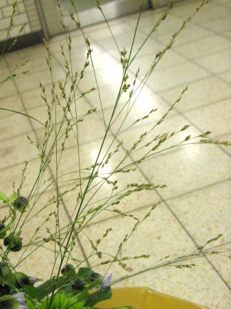 �p�j�J���iPanicum�j13