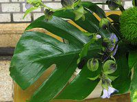 �����X�e��(Monstera)