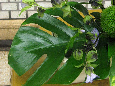 �����X�e��(Monstera)