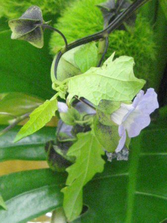 �N���z�I�Y�L�i���S���E���_���j8
