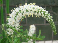 �x���j�J(Veronica)-white-sprig