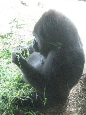 �S�����iGorilla�j
