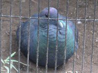 �J���X�o�g(�G��)