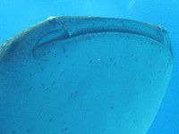 �W���x�C�U��3�i�r���L�j