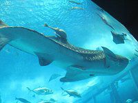 �W���x�C�U��5�i�r���L�j