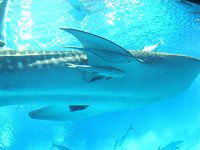 �W���x�C�U��6�i�r���L�j