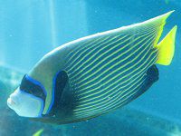 �^�e�W�}�L���`���N�_�C�i�c�ȋВ���j