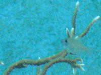 �g�Q�X�M�~�h���C�V