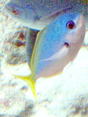 �E���C�����h�L