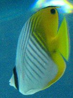 �g�Q�`���E�`���E�E�I