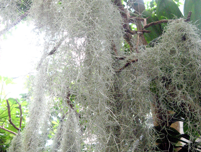 �G�A�[�v�����c(Air plants)
