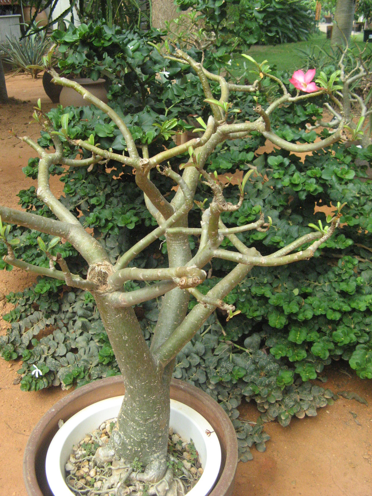 �A�f�j�E���iAdenium�j
