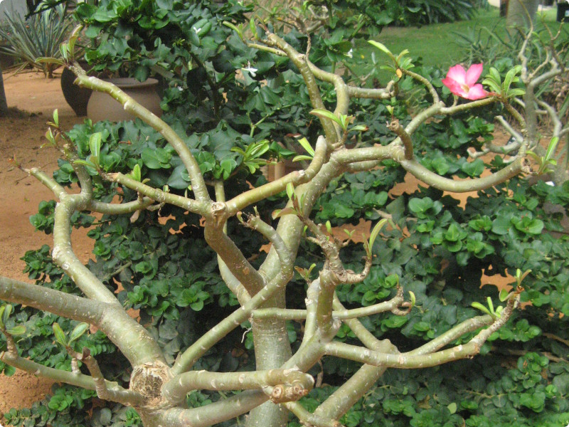 �A�f�j�E���iAdenium)