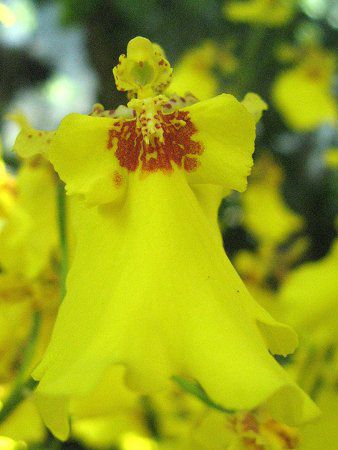 �I���V�W���E��(Oncidium)