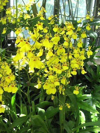 �I���V�W���E��(Oncidium)