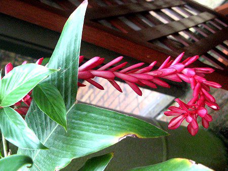 �A���s�j�A�E�v���v���^(Alpinia purpurata)