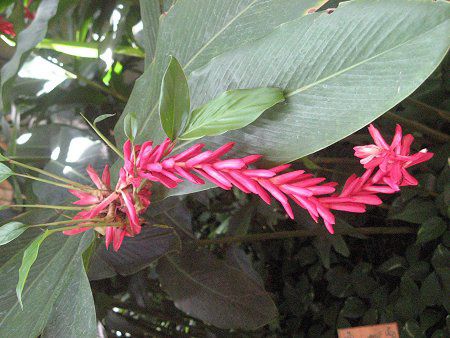 �A���s�j�A�E�v���v���^(Alpinia purpurata)