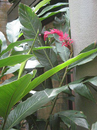 �A���s�j�A�E�v���v���^(Alpinia purpurata)